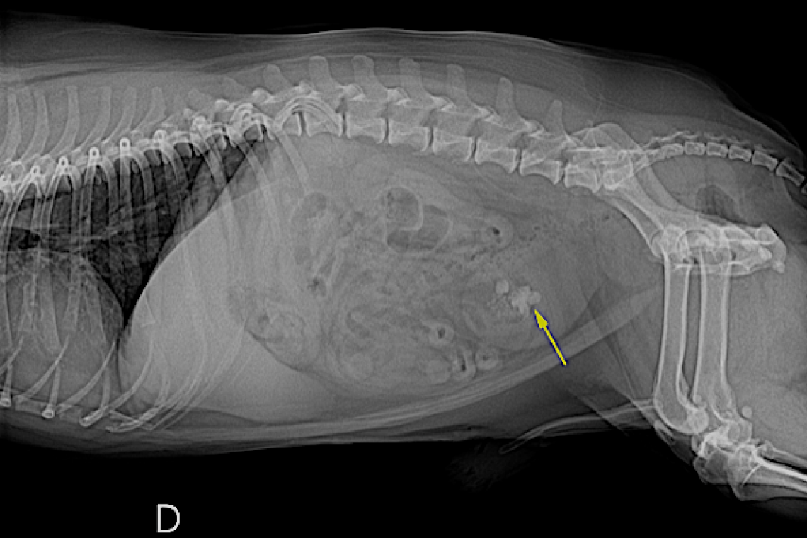 Urolitiasi vescicale e uretrale nel cane e nel gatto